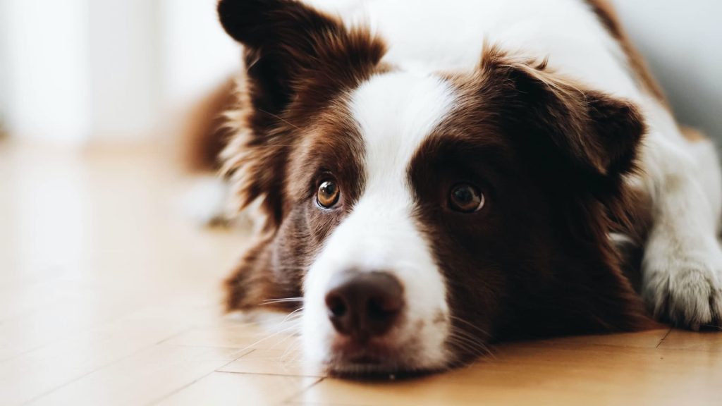 que antiinflamatorio se le puede dar a un perro